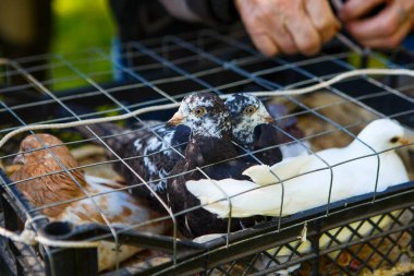 Benekli, benekli ve kafeste beyaz güvercinler. Evcil güvercinlerin üretimi