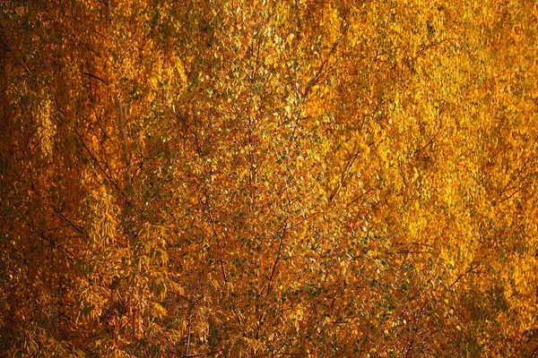 Folhas Douradas Coroas Árvores Vidoeiros Faixa Meio Fundo Outono Padrão — Fotografia de Stock