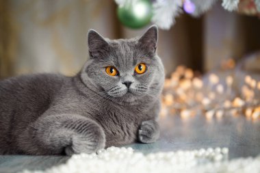 Bir İngiliz kedisi Noel ağacının altında yatıyor ve bize bakıyor. Güzel sevimli hayvan.