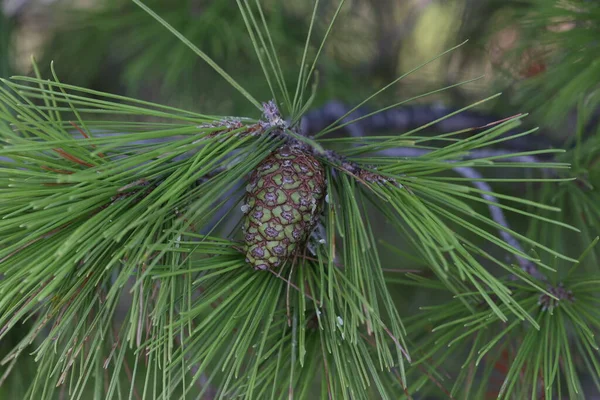 Cônes Résineux Verts Sur Les Branches Pin Croatie — Photo