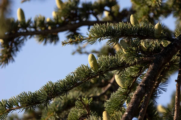 克罗地亚松枝上的绿色树脂锥 — 图库照片