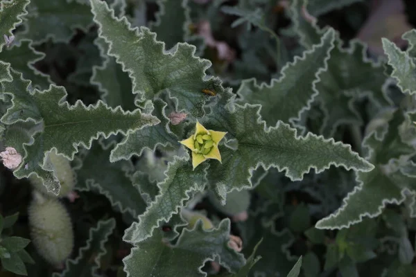 Πράσινο Αγκαθωτό Φυτό Μικρά Κίτρινα Άνθη — Φωτογραφία Αρχείου
