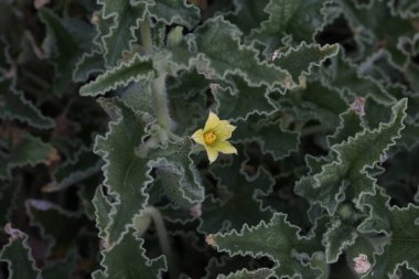 Küçük sarı çiçekli yeşil dikenli bitki.