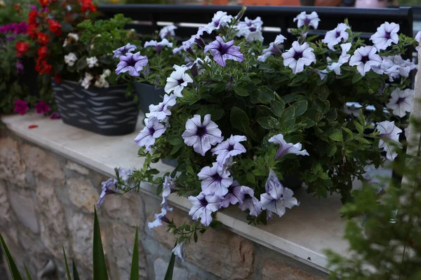 Petunia Fiori Giardino Primavera — Foto Stock