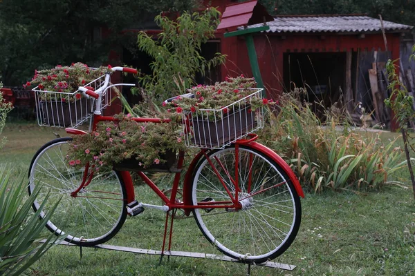 Bicicleta Vieja Con Flores Diseño Jardín —  Fotos de Stock