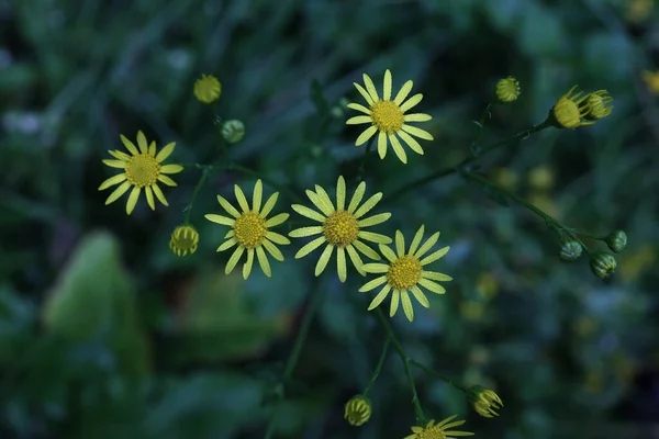 Kleine Gele Bloemen Een Groene Achtergrond — Stockfoto