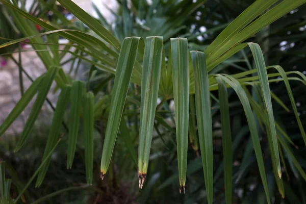 Zielone Liście Palmy Tropikalnej Ogrodzie — Zdjęcie stockowe