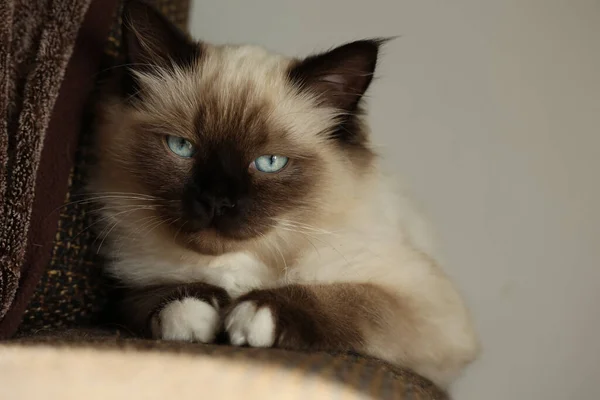 Niedliches Kleines Kätzchen Sitzt Still Auf Der Couch — Stockfoto