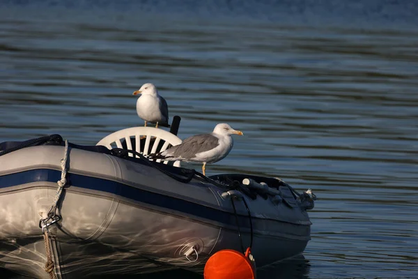 Sea Gulls Sit Boat Sway Waves — Stock Photo, Image