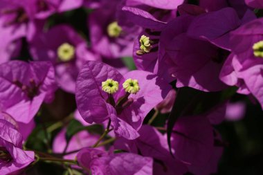 Magenta bougainvillea çiçekleri. Arka plan olarak Bougainvillea çiçekleri.