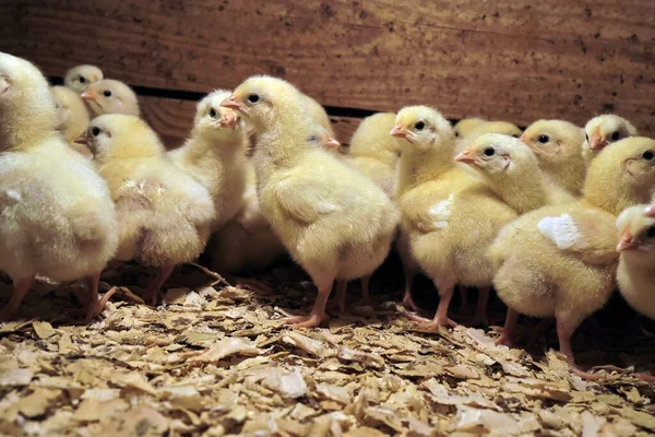 農場には小さな鶏がたくさんいる — ストック写真