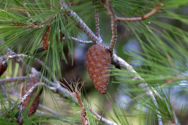 Resinous Cones Pine Branches Croatia — Stock Photo, Image