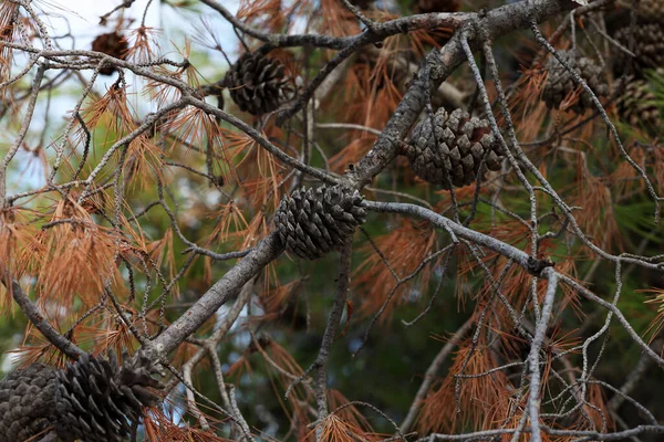 Old Cones Pine Branches Croatia — Stock Photo, Image