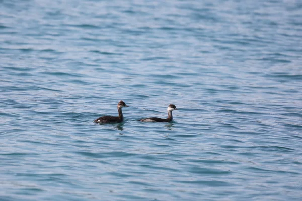 Couple Ducks Swims Water — Stock Photo, Image