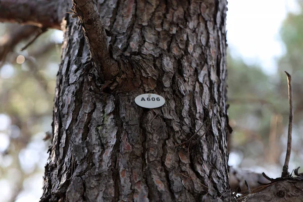 Všechny Stromy Parku Jsou Počítány Očíslovány — Stock fotografie