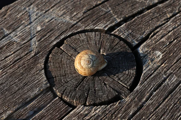 Ślimak Leży Drewnianym Stole Węzłem — Zdjęcie stockowe