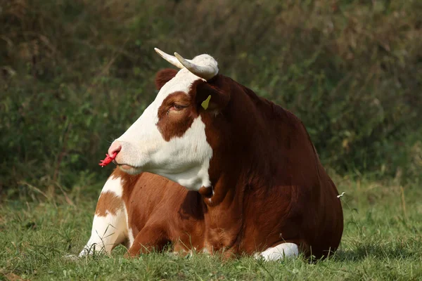 Een Stier Met Een Rode Plastic Neusring — Stockfoto