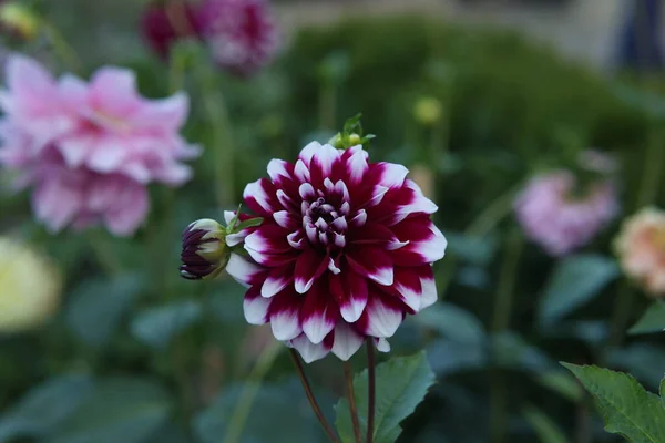 Isolert Naturlig Dahliblomst Grønn Bakgrunn – stockfoto