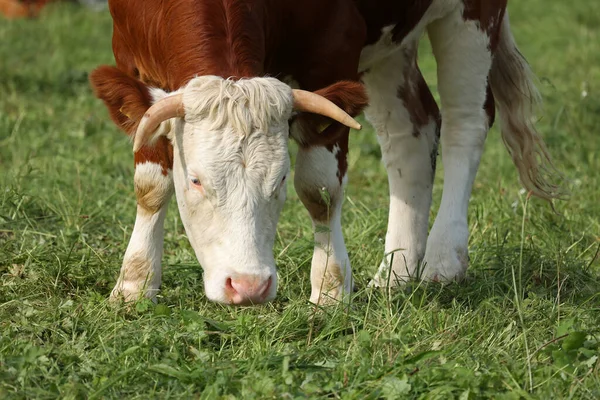 Les Vaches Paissent Calmement Sur Une Prairie Verte — Photo