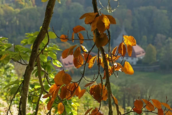 Schöne Blätter Bäumen Herbst — Stockfoto