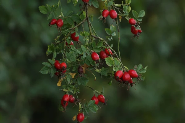 Des Cynorrhodons Rouges Dans Forêt Sur Buisson — Photo