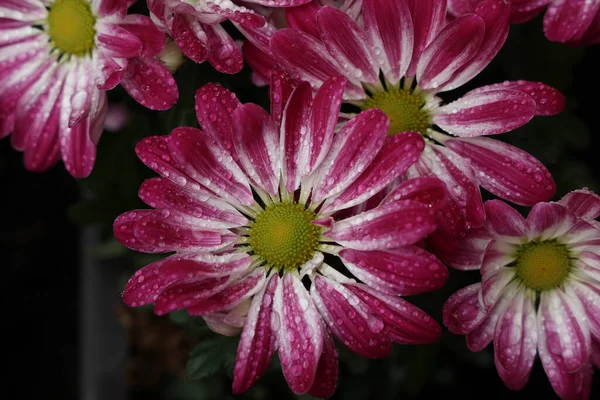 さまざまな色の菊の美しい秋の花 — ストック写真