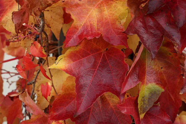 Schöne Blätter an Bäumen im Herbst — Stockfoto