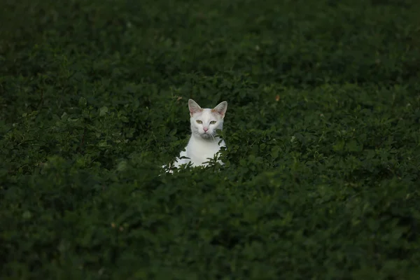 A domestic cat in the field hunting — Stock Photo, Image