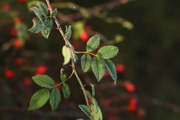 Branche verte de cynorrhodon le matin rosée — Photo