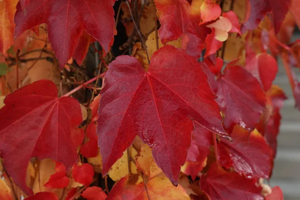 Schöne Blätter an Bäumen im Herbst — Stockfoto