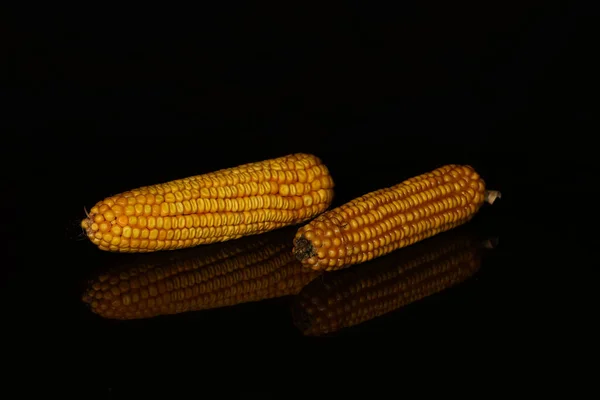 Ripe ears of corn on a black background — Stock Photo, Image