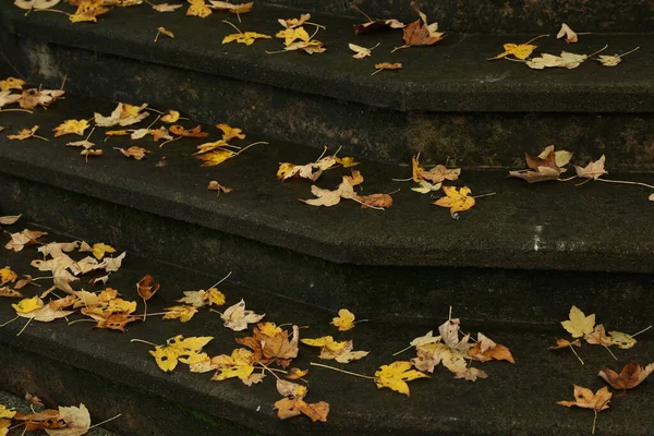Sárga őszi levelek a lépcsőn — Stock Fotó