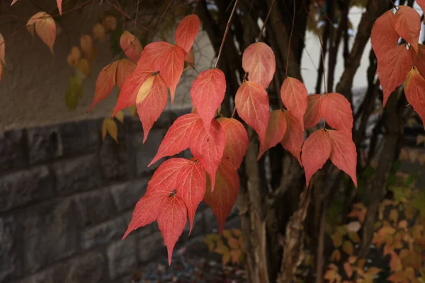 Schöne Blätter Bäumen Herbst — Stockfoto