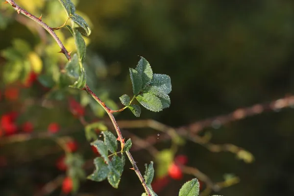 Branche Verte Cynorrhodon Matin Rosée — Photo
