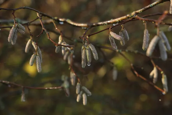 날씨에 귀걸이가 가지들 — 스톡 사진