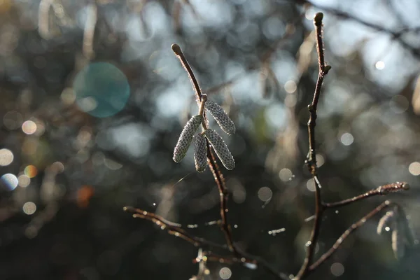 Branches Arbres Avec Boucles Oreilles Par Temps Ensoleillé — Photo