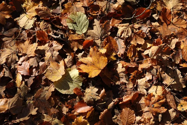 Hojas amarillas caídas en el bosque en otoño —  Fotos de Stock