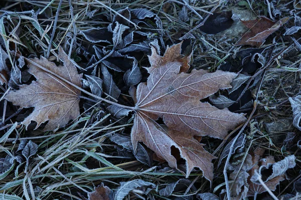 Folhas da manhã de outono são cobertas com geada — Fotografia de Stock