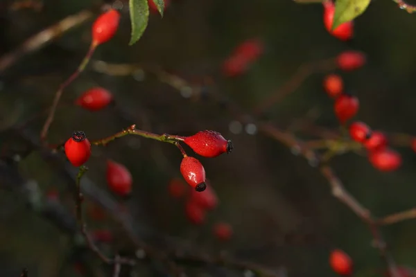 Fruits de l'églantier en automne sur fond flou — Photo