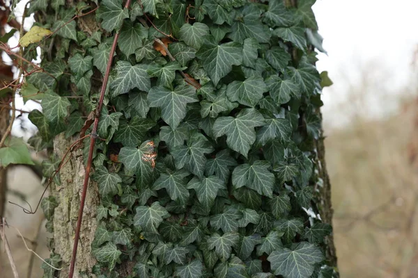 Heder Helix Зелений плющ плете стовбур дерева — стокове фото