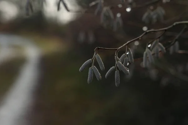 Branches d'arbres avec boucles d'oreilles par temps ensoleillé — Photo