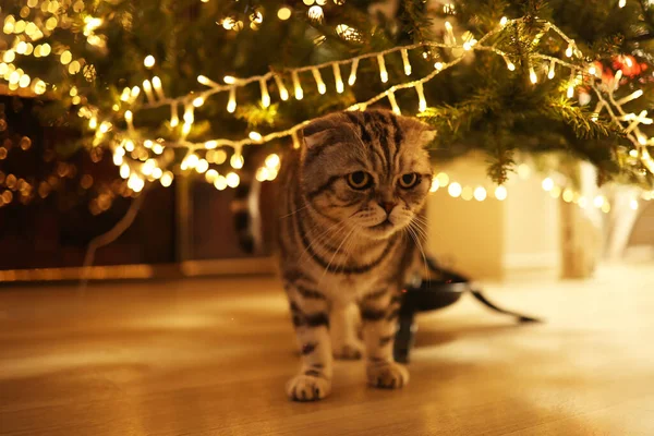 Um gato debaixo de uma árvore de Natal brilhante — Fotografia de Stock