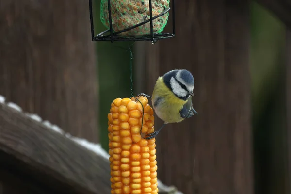 Titmouse kışın mısır koçanı üzerinde — Stok fotoğraf