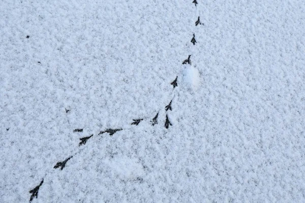 Bird tracks in the winter on fresh snow — Stockfoto
