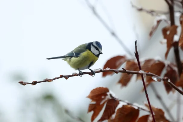 Tit Sits Tree Branches Winter — 图库照片