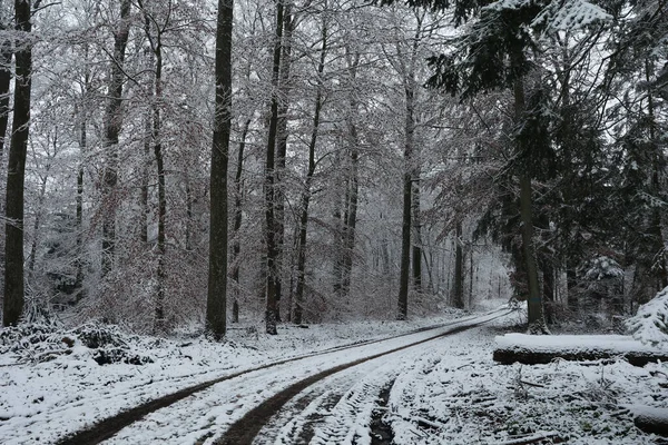 Inverno. Manhã gelada na floresta de inverno. — Fotografia de Stock