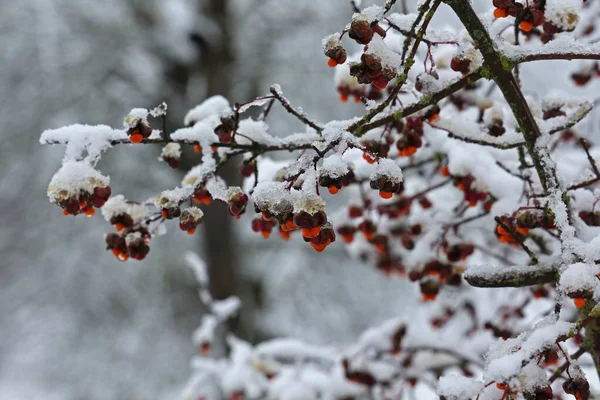 Flores rosa únicas brilhantes com frutos de Euonymus europaeus no inverno — Fotografia de Stock