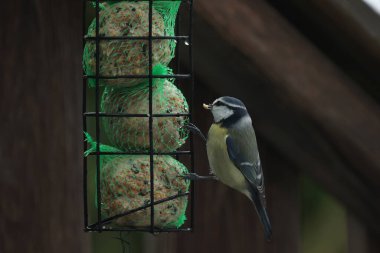 A tit in winter takes out seeds from a feeder