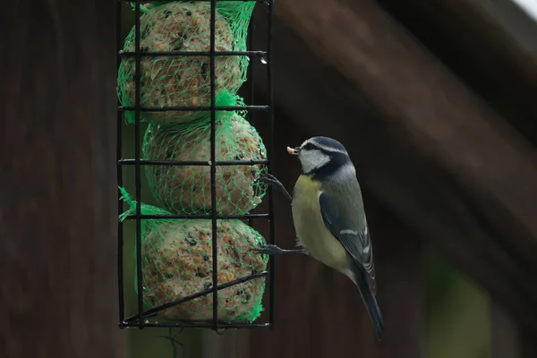 A tit in winter takes out seeds from a feeder — 图库照片