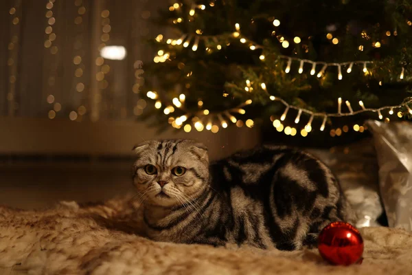 Um gato debaixo de uma árvore de Natal brilhante — Fotografia de Stock